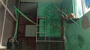ГЕЛЕНДЖИК 2022. АЛИСА И НАФАНЯ. ОРАНГУТАНЫ. ЖИВОТНЫЕ САФАРИ-ПАРКА