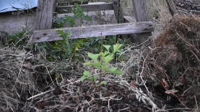 Гинкго Билоба в подарок на день рождения с посадкой.) смотреть онлайн