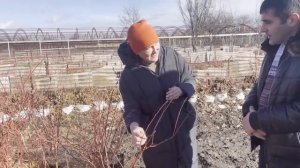 Как выращивают голубику в Ростовской области