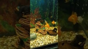 какое растение можно посадить к золотым рыбкам!