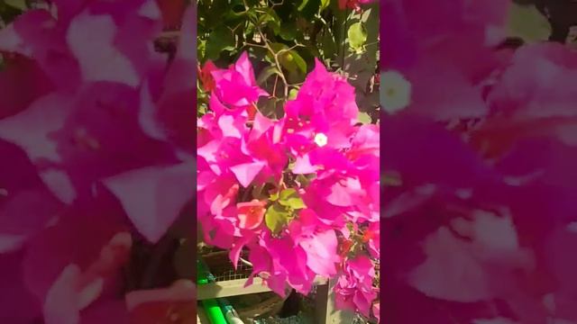 Pink bougainvillea #pinkBougainvillea #amiralishaheen