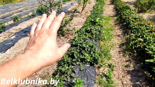 Плановые работы на маточнике. Клубника,голубика,малина, ежевика,жимолость,виноград. Belklubnika.by смотреть онлайн
