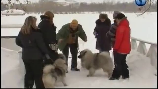 Планета собак. Кеесхонды ч1.avi смотреть онлайн