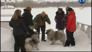 Планета собак. Кеесхонды ч1.avi
