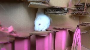 ? The Best Hamster Challenges - Hero Hamster Escapes from the Most Amazing Mazes ?