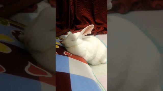 sleeping time???#sho#shortvideo #rabbit