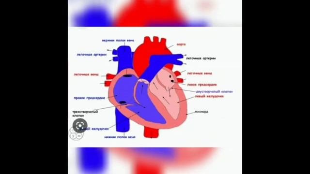 Внутренние органы человека