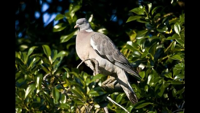 Вяхирь смотреть онлайн