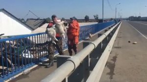 В иркутском Тулуне МЧС и волонтёры спасают животных из зоны наводнения 