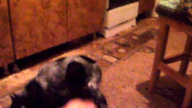 щенок РОСа Джек-Дантэ смотреть онлайн