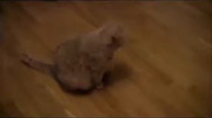 Кот поет песни, это  нужно увидеть!