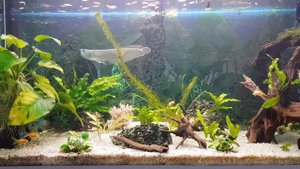 Содержания и корм для Арованы.