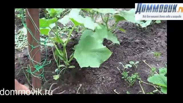 Секреты выращивания огурцов