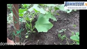Секреты выращивания огурцов