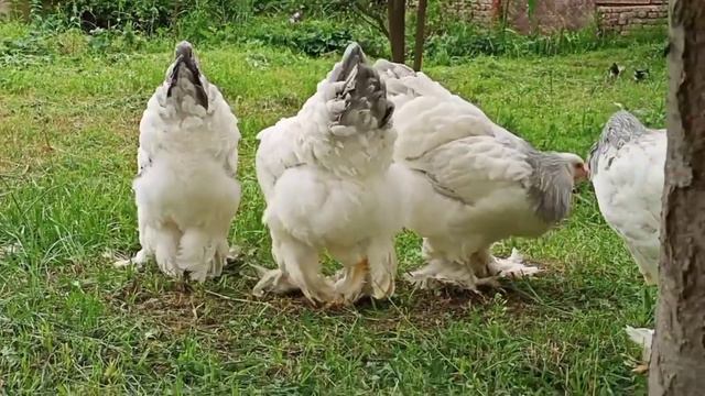 куры белоголубой брамы смотреть онлайн