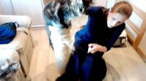 Выбор котика мейн куна