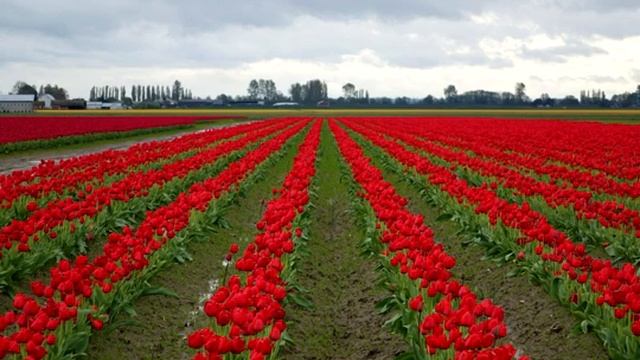 классическая музыка, массаж и релаксация смотреть онлайн