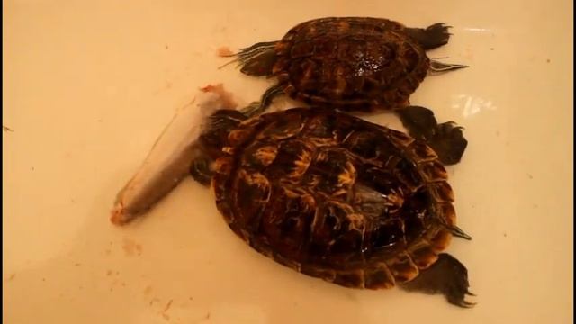 Кормление черепах мясом рыбы - Минтай.