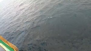 Рыбалка в Японском море. Тунец. 12,5 миль к северу от острова Цусима.