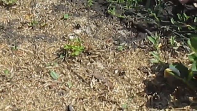 Как вырастить ремонтантную землянику из семян?. смотреть онлайн