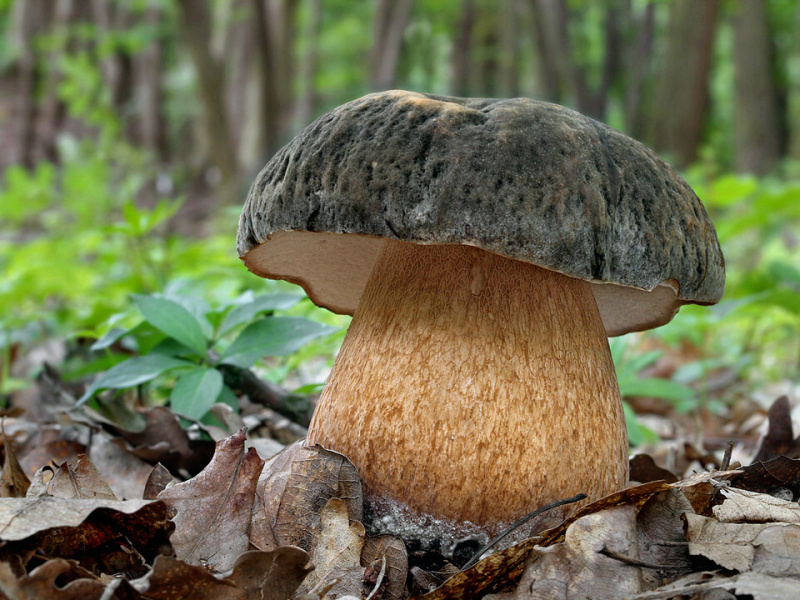 Гриб что я нашел оказался отличным боровиком. Боровик бронзовый Boletus aereus. Белый гриб бронзовый чёрный Боровик. Белый гриб бронзовый Boletus aereus. Болет бронзовый (Боровик бронзовый).