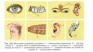Рудименты и атавизмы для ЕГЭ по биологии. Теория и практика