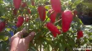 1097 - Mere Terrace Garden ki Organic Chilli ko harvest karne ke sath kuch dusri jaankarian (Hindi)