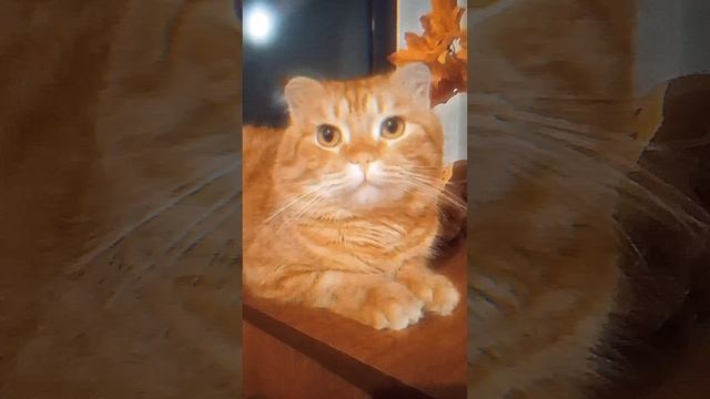 #Приколы#Животные#Кот#Собака#Юмор#Смехдослез
#Prikoly#Zhivotnyye#Kot#Sobaka#Yumor#Smekhdoslez
