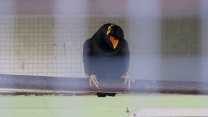 Говорящий скворец