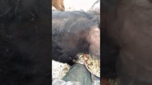 гибрид венгерской мангалицы