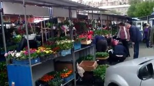 Продажа рассады на Кольцовской (у Луча) Воронеже