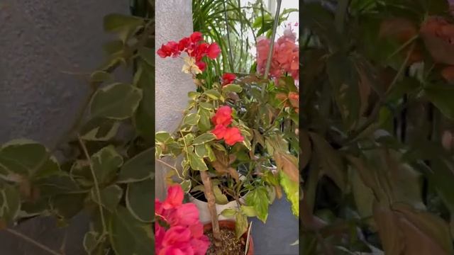 Цветущая лоджия с бугенвиллий, мой зимний сад / bougainvillea indoor