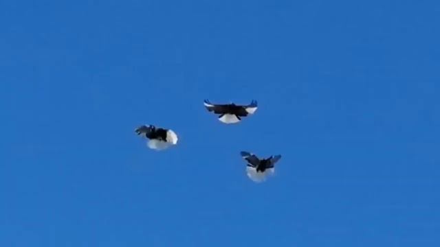 Мелитопольские голуби. Сказки - быль о Мелитопольских… 2 Часть. смотреть онлайн