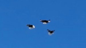 Мелитопольские голуби. Сказки - быль о Мелитопольских… 2 Часть.