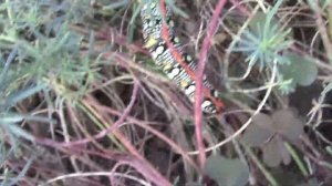 Гусеница бражника молочайного.