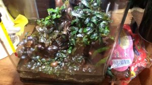 Палюдариум с Bucephalandra
