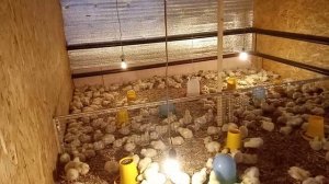 Выращивание цыплят бройлеров КОББ 500 в домашних условиях. 5-6 дней..
