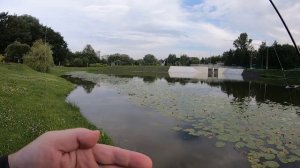 Мормышинг. Утром на домашнем водоеме, 4 июля 2024 года