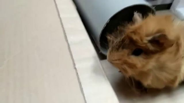Морская свинка проходит через лабиринт за СЕНО #морскаясвинка #cavy #морские свинки