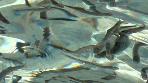 Самый крупный форелевый завод России! Секреты разведения форели.