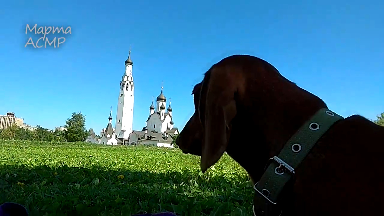 АСМР Велосипедная прогулка с собакой в парке. Звуки природы, жужание насекомых, отдых летом.