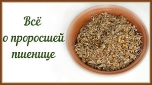 КАК ПРИГОТОВИТЬ ПРОРОСШЕЕ ЗЕРНО ПШЕНИЦЫ