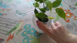 Фикус Бенджамина "Голден Моник " ???пересадка, уход.