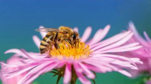 Видео 3  Размножение и развитие растений