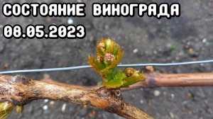 Состояние винограда на 08.05.2023