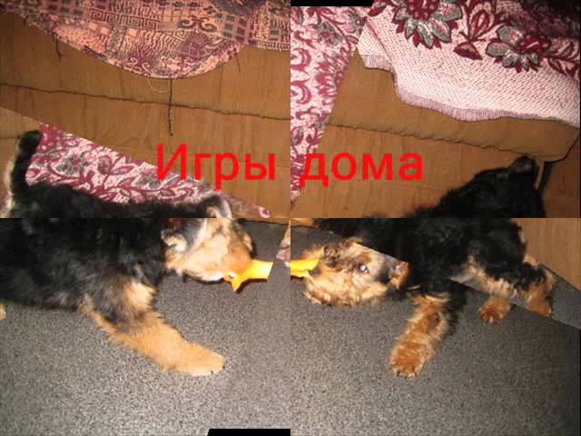 New Joy  welsh terrier Gloria 2011