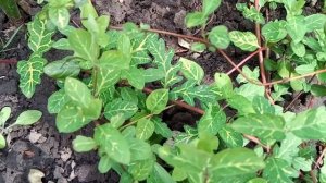 Жимолость японская Aureoreticulata