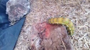 Эта гусеница превращается в бабочку...?Most Poisonous Bugs In The World