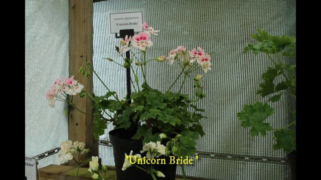 Visit to Fibrex,part 2.Zonartic pelargoniums смотреть онлайн
