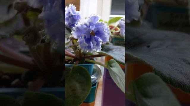 Про фиалки - обзор цветущих...